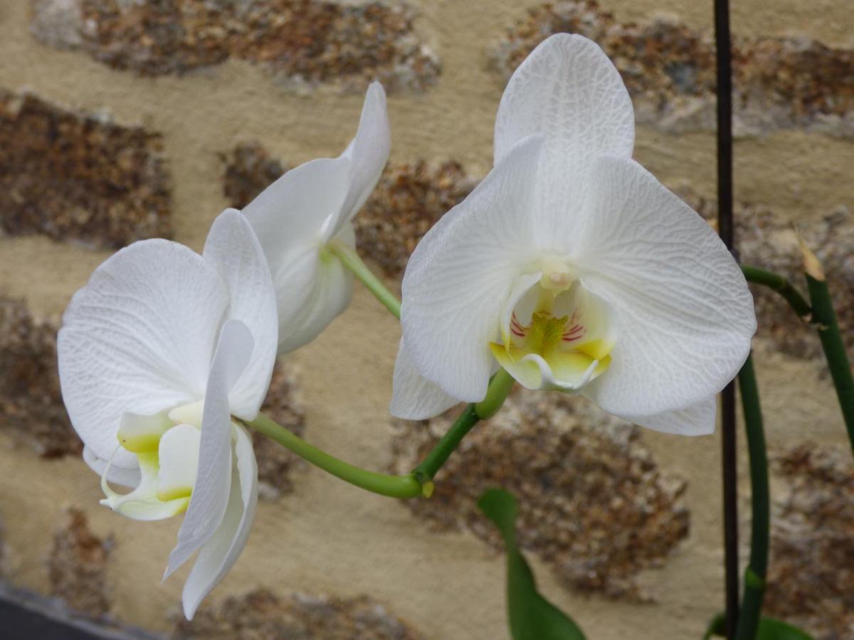 Chambres " Orchidees " Saint-Denis-de-Gastines 外观 照片